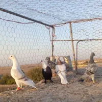 کفتر گرفتنی. همه باهم|پرنده|سبزوار, کهنه آب|دیوار