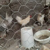 خروس زینتی