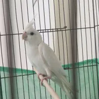 عروس هلندی سخنگو