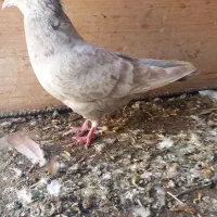 کبوتر|پرنده|مشکیندشت, |دیوار