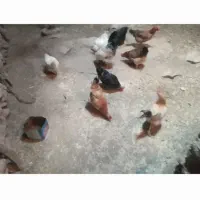 فروش مرغ سالم وسرحال