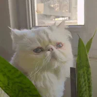 گربه پرشین ماده عقیم شده