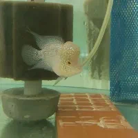 فلاور هورن سایز ریز|ماهی|اصفهان, قهجاورستان|دیوار