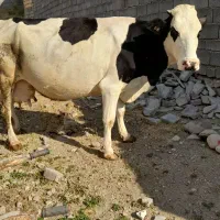 گاو تک شیری