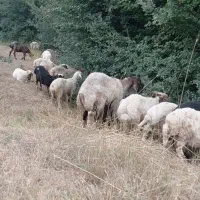 ۱۸راس بره