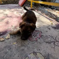 سگ ژرمن|سگ|مشهد, گاز|دیوار