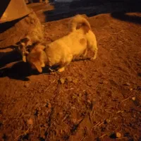 پاکوتا ماده حرف گوش کن