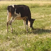 گوساله ۱۴ماه