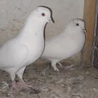 کبوتر پرشی