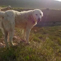 سگ گوسفندی|سگ|آشخانه, |دیوار