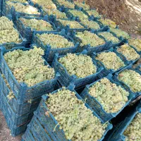 کشمش آفتابی بدون مواد و شهد دار|خوردنی و آشامیدنی|رشت, بازار|دیوار