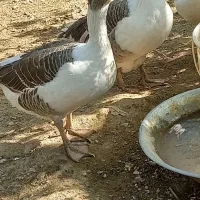 یک جفت غاز محلی