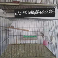 فروش فنچ زبرا کینگ اورج و گلدین|پرنده|ساوه, |دیوار