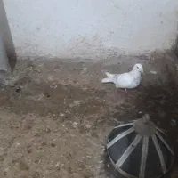 کاغذی خوشکل نوک سفیدهم پرشی هم برای جوجه خوبه