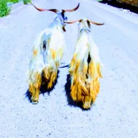 مخصوص کشتار|حیوانات مزرعه|الشتر, |دیوار