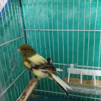 قناری نر  آماده بخون