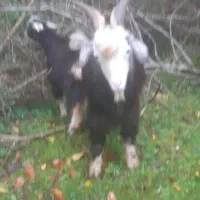 بزنرچاق چله