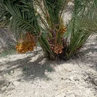 نخل خرما برحی مجول کبکاب