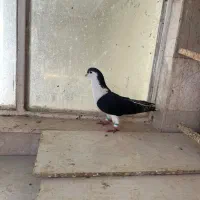 ساده سینه سیاه کربلایی