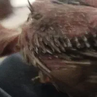 جوجه عروس سرلاکی