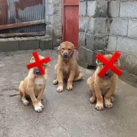 سرابی توله اصیل ۲تا مونده فروش و معاوضه ف و ر ی|سگ|آمل, |دیوار