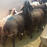 گوسفندزنده همراه باقصاب|حیوانات مزرعه|پاکدشت, پاکدشت (مامازند)|دیوار