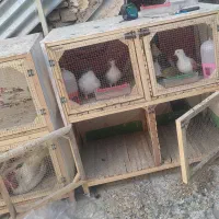 قفس محکم نو نو