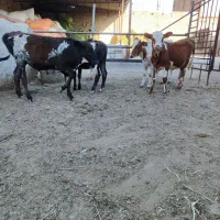 گوساله ماده