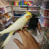 مرغ عشق  لوازم  وقفس اسباب بازی