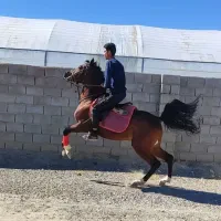 نریون درهشور|اسب و تجهیزات اسب‌سواری|یزد, |دیوار