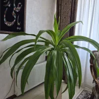 یاس عنکبوتی خیلی بزرگ کاملا سالم