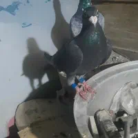 کبوتر قلدور مسافتی|پرنده|گرگان, |دیوار