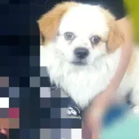 سگ آپارتمانی