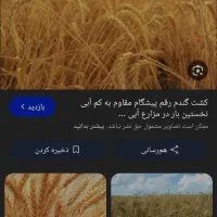 گندم پیشگام