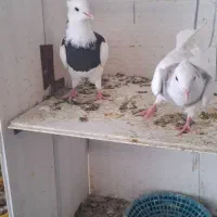 کبوتر طوقی|پرنده|کنگاور, |دیوار