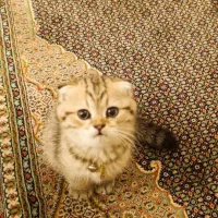 گربه های اسکاتیش‌و‌بریتیش|گربه|سنندج, |دیوار