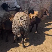 گوسفندشیشک های ابستن اصیل