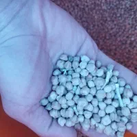 نخود|خوردنی و آشامیدنی|بیجار, |دیوار