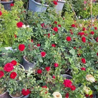 گل رز قرمز باغی باغچه ایی و گلدانی