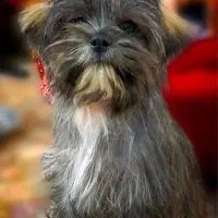 سگ پا کوتاه