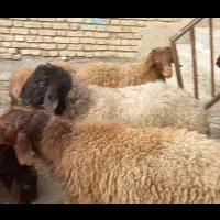 بره پرواری. الیگودرز چمن سلطان