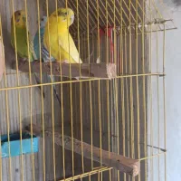 مرغ عشق|پرنده|چابهار, |دیوار