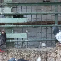 کبوتر|پرنده|اهواز, زرگان|دیوار