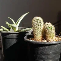 گیاه کاکتوس|گل و گیاه طبیعی|بندرعباس, |دیوار