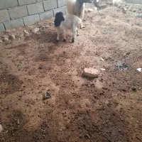 میش وبره نر|حیوانات مزرعه|تخت, |دیوار