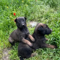 توله سگ. توله مالینیوز