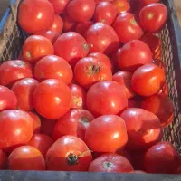 فروش گوجه فرنگی سالم