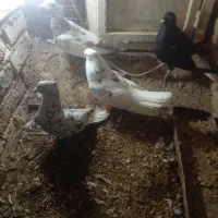 هفترنگ دم سفید عطیقه