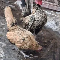 سبرایت