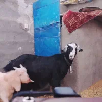 دوعددبز بایک بزاله فروشی|حیوانات مزرعه|فردوس (خراسان), |دیوار